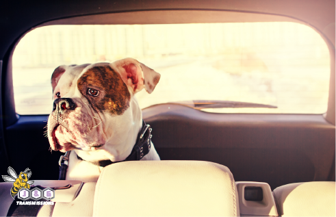 Dogs Are Too Cool For Hot Cars